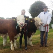 Belgooly 2017 Interbreed Pairs Champions 'Mohona Simmentals'