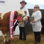 Clonakilty 2017 Interbreed Beef Calf & Overall Simmental Champion & 1st Bull Calf Class 'Raceview Hermon'