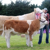 Clonmel 2017 Champion & Reserve Interbreed Champion 'Clonagh Darling Eyes'