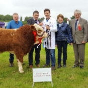 Co Louth 2017 Overall Calf Champion, Simmental Champion & Overall Interbreed Show Champion 'Dermotstown High King'