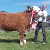 Cork 2017 Champion Simmental & 3rd Beef Interbreed Champion 'Corbally Goddess Vintage Katie'