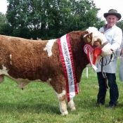 Dunmanway 2017 Munster Interbreed Beef Bull Champion, Overall Simmental Champion & 1st August '16 Bull Calf Class 'Raceview Herman'