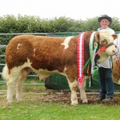 Barryroe 2017 Interbreed Beef Male Champion, Interbreed Beef Calf Champion, Overall Simmental Champion & Southern Simmental Club Yearling Bull Calf Champion 'Raceview Hermon'