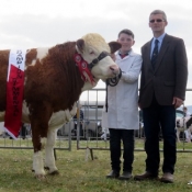 Kingdom County Fair 2017 Champion 'Quitrent Giselle'
