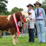 Limerick 2017 Champion & Interbreed Autumn Calf Champion 'Raceview Herman'