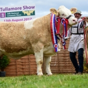 Tullamore 2017 Overall Simmental Champion 'Clonagh Darling Eyes ET'