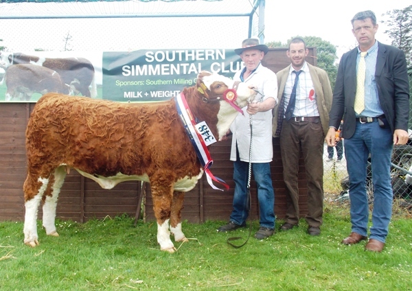 Barryroe Southern Simmental Club Aug-Sept Heifer Champion \'Raceview E  Ruby Pearl\'