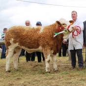Ballina Show Reserve Champion \'Cladymore Dove\'