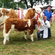 Charleville Show Female Champion \'Raceview Alicia Kim\'