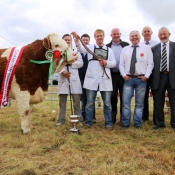 Ballina Show Champion & Interbreed Champion 'Fearne Destiny'