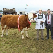 Claremorris McWilliam All Ireland Pedigree Suckler Heifer