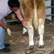 Grooming Demo 2