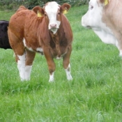 teagasc_farmwalk_ger_dineen_farm280711_1