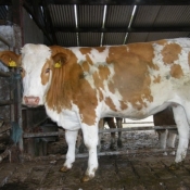 teagasc_farmwalk_ger_dineen_farm280711_10
