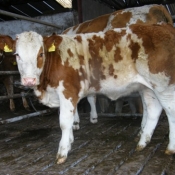 teagasc_farmwalk_ger_dineen_farm280711_11
