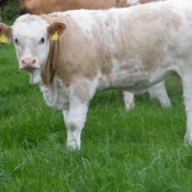 teagasc_farmwalk_ger_dineen_farm280711_2