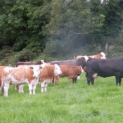 teagasc_farmwalk_ger_dineen_farm280711_3