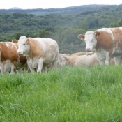teagasc_farmwalk_ger_dineen_farm280711_4