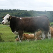 teagasc_farmwalk_ger_dineen_farm280711_5