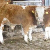 teagasc_farmwalk_ger_dineen_farm280711_8