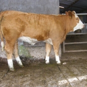 teagasc_farmwalk_ger_dineen_farm280711_9