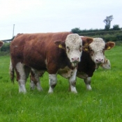 Teagasc Openday on the farm of Joe Brady \'Drumnagar Simmentals\' 1.