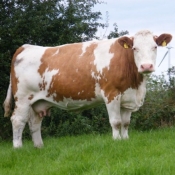 Teagasc Openday on the farm of Joe Brady \'Drumnagar Simmentals\' 9-10.