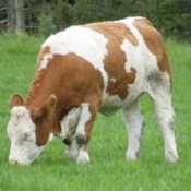 Teagasc Openday on the farm of Joe Brady \'Drumnagar Simmentals\' 9-12.