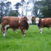 Teagasc Openday on the farm of Joe Brady \'Drumnagar Simmentals\' 2.