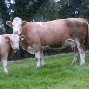Teagasc Openday on the farm of Joe Brady \'Drumnagar Simmentals\' 3.