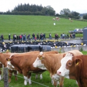 Teagasc Openday on the farm of Joe Brady \'Drumnagar Simmentals\' 4.