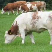 Teagasc Openday on the farm of Joe Brady \'Drumnagar Simmentals\' 5.