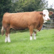 Teagasc Openday on the farm of Joe Brady \'Drumnagar Simmentals\' 6.