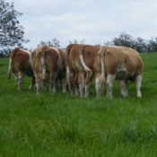 Teagasc Openday on the farm of Joe Brady \'Drumnagar Simmentals\' 7.