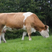 Teagasc Openday on the farm of Joe Brady \'Drumnagar Simmentals\' 8.