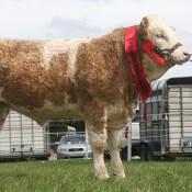 Portasol Weanling Bull Champion ‘Clonagh Dancing T’