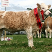 Portasol Weanling Heifer Champion ‘Clonagh Dixie Princess Joan’