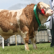 Greenvale Animal Feeds Yearling Bull Champion ‘Clonagh Diamond Rock’