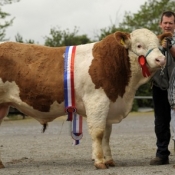 tul0511_male_champ_cruithill_banker_e4700a