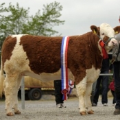 tull0511_female_champ_cruithill_blondie-e4000a