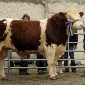 tull0511_res_male_champ_clonagh_a_t_tiger_e4100