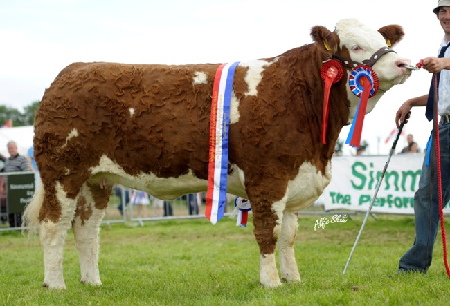 raceview_abbey_princess_nat_junior_heifer_female__res_overall_champ