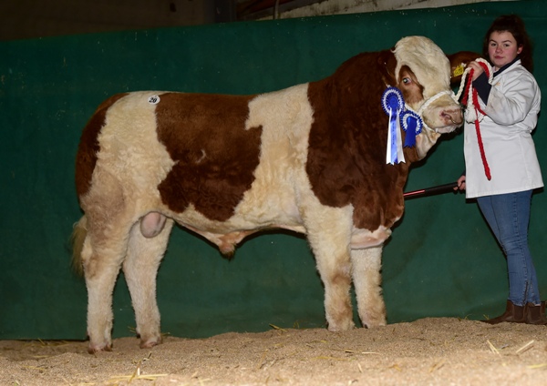 Tullamore 081217 Reserve Champion Bull 'Shiloh-Farm Humdinger' €4100