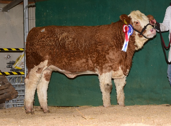 Tullamore 081217 Reserve Champion Heifer 'Mount Hillary' €2500