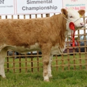 clonagh_adorable_jan_heifer_calf_winner