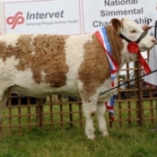 clonguish_wren_national_junior_heifer_champion