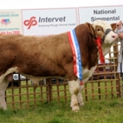 curaheen_warrior_national_junior_bull_champ