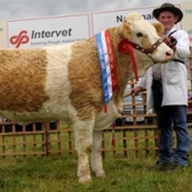 raceview_vivian_nat_intermediate_heifer_champ