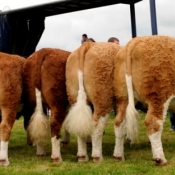 senior_heifer_line_up