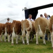 yearling_heifer_line_up